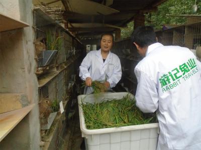 技術(shù)人員給種兔喂養(yǎng)綠色草料